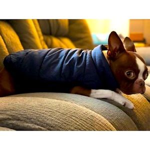 🆕 🦋3/$20 Spot On Dog Quilted Dog Coat Black Size XS